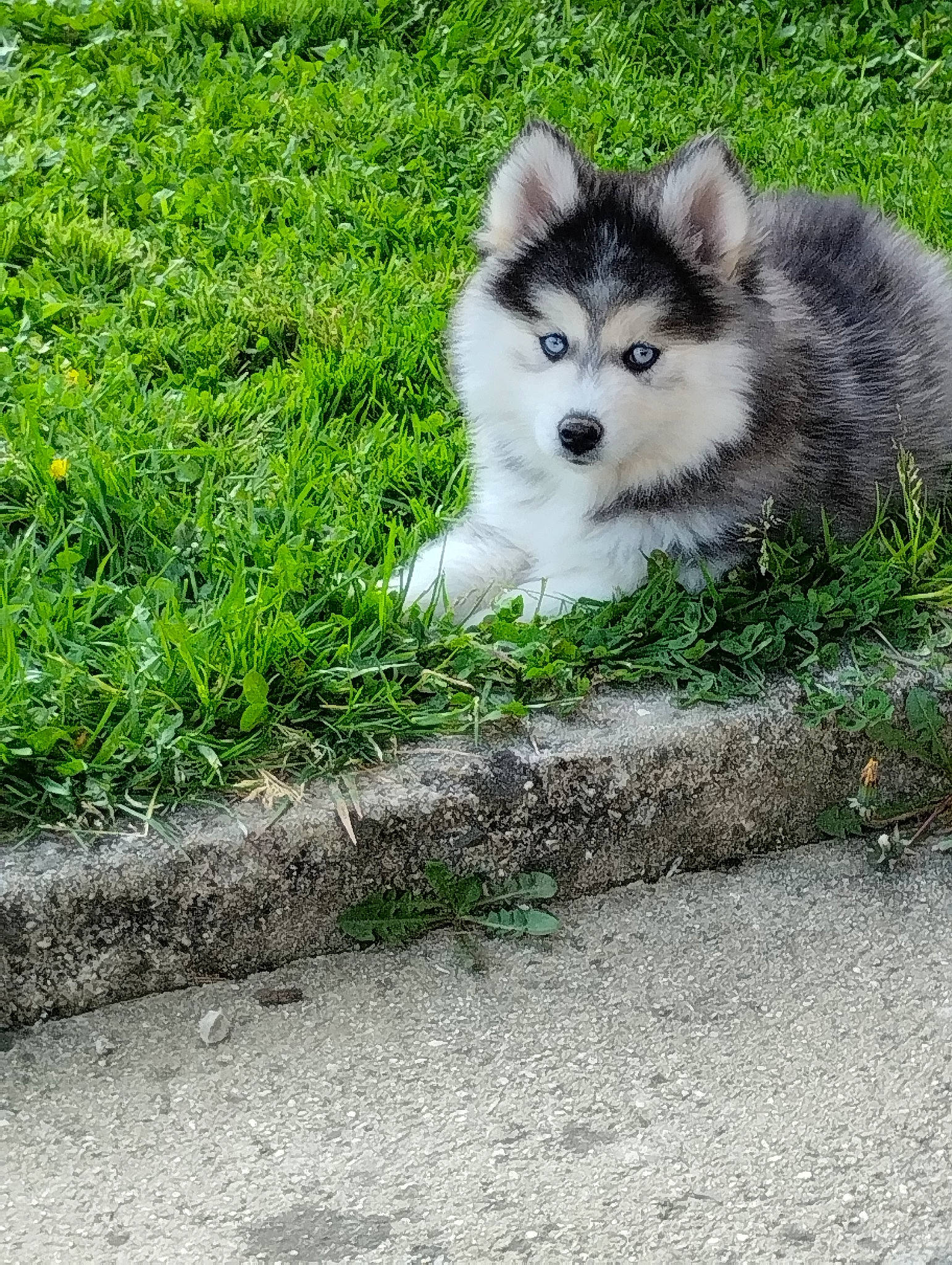 Douchka participe au concours pour gagner de l'argent avec cette photo : asphalt, canidae, carnivore, companion_dog, dog, dog_breed, fur, grass, groundcover, plant, road_surface, sled_dog, snout, sporting_group, terrestrial_animal, tree, whiskers, wildlife, working_animal, working_dog