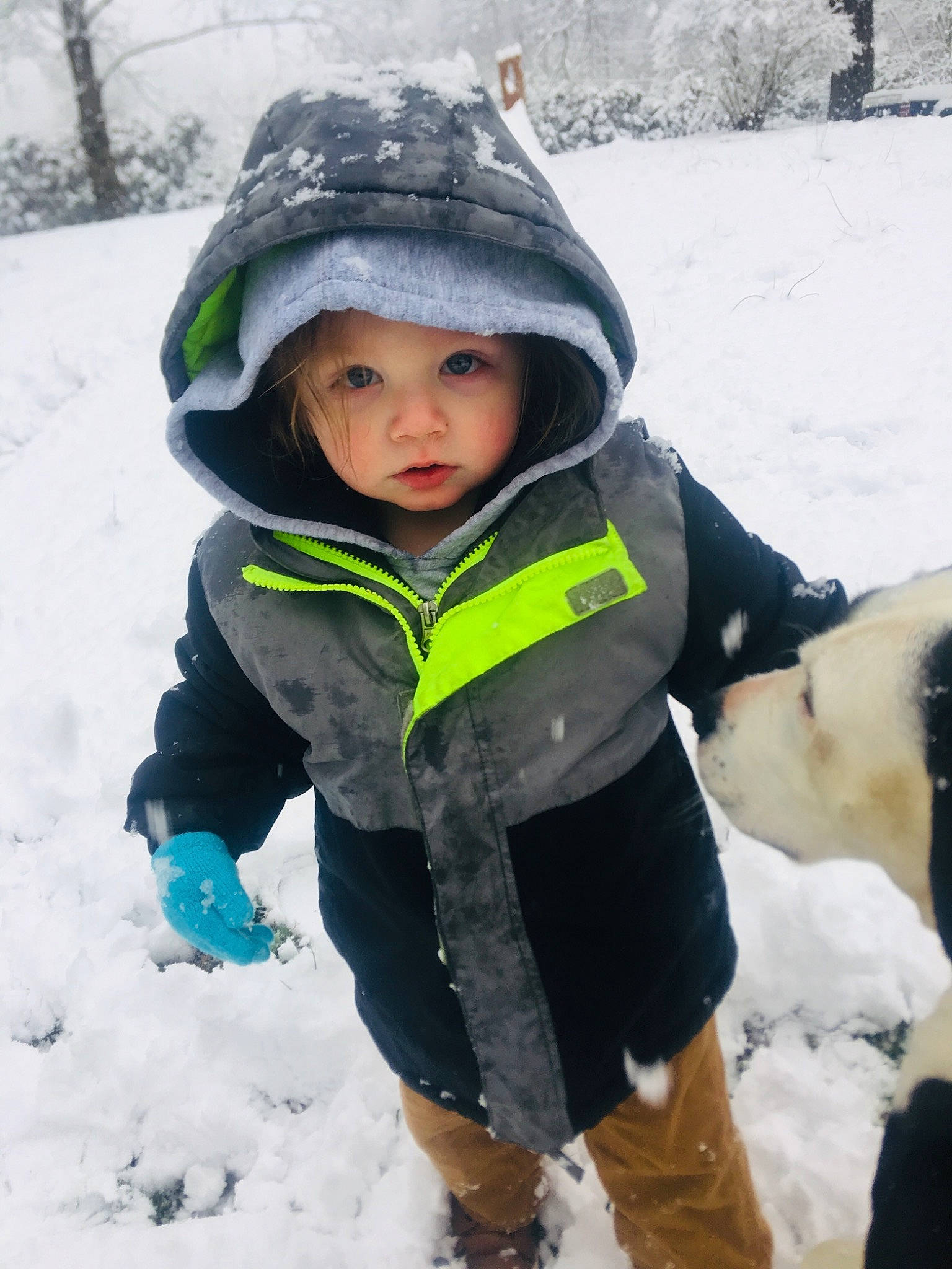 Levi is registered to the contest to win money with this photo: child, cool, freezing, fun, headwear, hoodie, jacket, outerwear, person, play, playing_in_the_snow, precipitation, skin, smile, snow, toddler, tree, vacation, winter