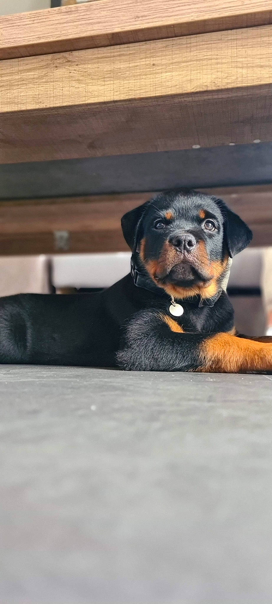Myra participe au concours pour gagner de l'argent avec cette photo : canidae, carnivore, companion_dog, dog, dog_breed, fur, guard_dog, hunting_dog, puppy, rottweiler, snout, sporting_group, terrestrial_animal, working_animal, working_dog