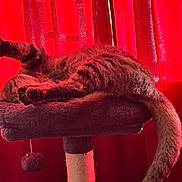 Bevo joined the competition — help win amazing prizes! cat, feline, cat_tree, stretching, paw, tail, curtains, red, sunlight, indoor, pet, cozy, relaxing, fur, mammal, domestic_animal, sleeping, resting, soft, plush