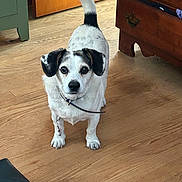 Rascal joined the competition — help win amazing prizes! dog, indoor, wooden_floor, white_and_black_dog, furniture, door, dresser, curious, pet, collar, open_drawer, brown, small_dog, ears, tail, looking, floor, animal, domestic, house