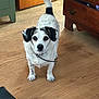 dog, indoor, wooden_floor, white_and_black_dog, furniture, door, dresser, curious, pet, collar, open_drawer, brown, small_dog, ears, tail, looking, floor, animal, domestic, house