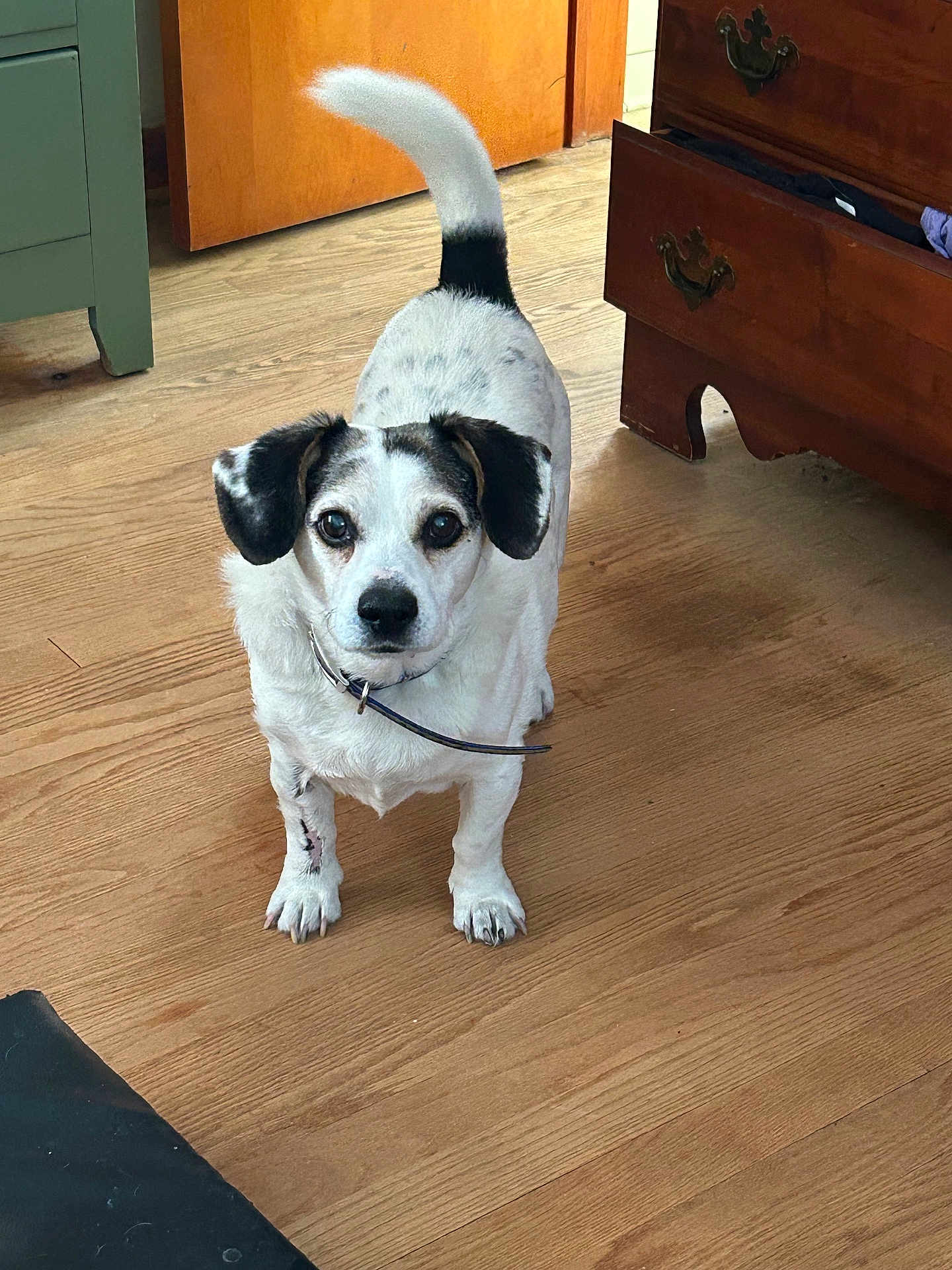 Rascal joined the competition — help win amazing prizes! dog, indoor, wooden_floor, white_and_black_dog, furniture, door, dresser, curious, pet, collar, open_drawer, brown, small_dog, ears, tail, looking, floor, animal, domestic, house