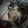 Pumbie is registered to the contest to win money with this photo: cat, fluffy, gray, paw, blanket, fur, relaxed, pet, indoor, cozy, sleepy, animal, cute, mammal, domestic, soft, claw, resting, human_arm, comfort