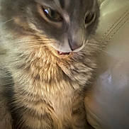 Pumbie joined the competition — help win amazing prizes! cat, tabby, furry, close_up, pet, animal, whiskers, mouth_open, fur_texture, indoor, leather, resting, cute, mammal, domestic, feline, soft, close, face, blurred