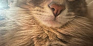 Pumbie joined the competition — help win amazing prizes! cat, close_up, fluffy, fur, whiskers, nose, ears, animal, pet, indoor, face, portrait, feline, curious, majestic, cute, eyes, muzzle, domestic_animal, closeup