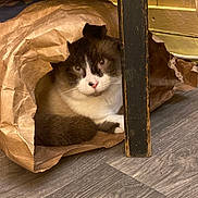 Charlie joined the competition — help win amazing prizes! abyssinian, animal, architecture, bag, building, canine, cat, den, document, dog, dogbed, hardwood, indoors, kitten, manx, pet, receipt, stainedwood, text, wood