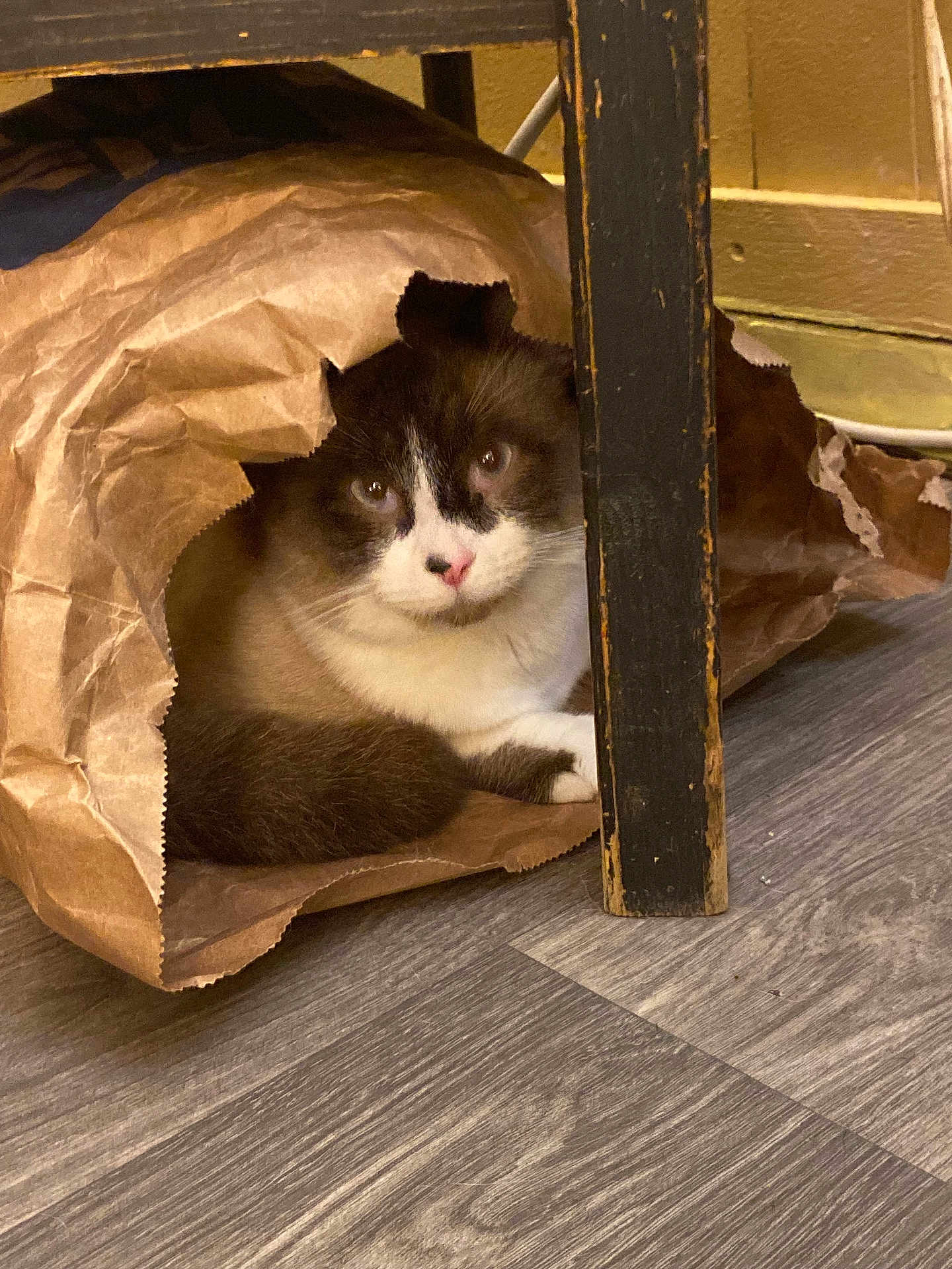 Charlie joined the competition — help win amazing prizes! abyssinian, animal, architecture, bag, building, canine, cat, den, document, dog, dogbed, hardwood, indoors, kitten, manx, pet, receipt, stainedwood, text, wood