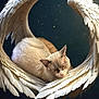 angel, angora, animal, bird, cat, flying, kitten, pet
