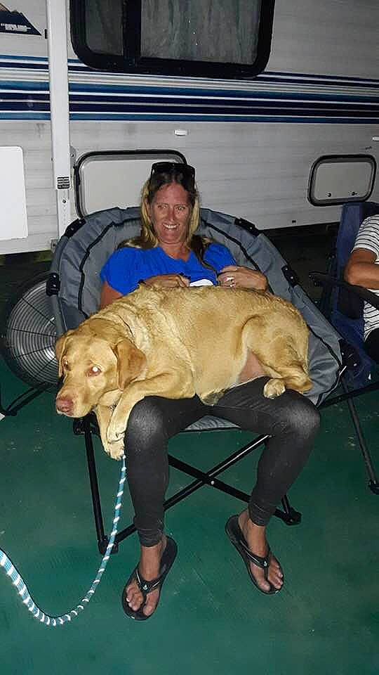 Bristol is registered to the contest to win money with this photo: canidae, carnivore, dog, dog_breed, sporting_group, weimaraner