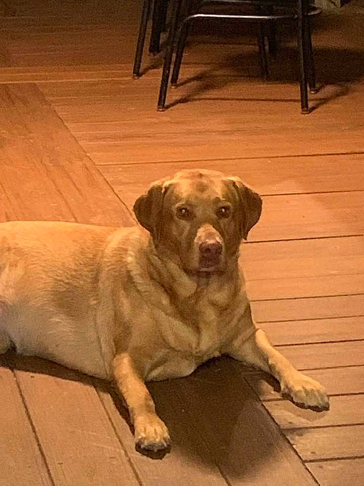 Bristol is registered to the contest to win money with this photo: canidae, carnivore, chesapeake_bay_retriever, dog, dog_breed, fawn, floor, hunting_dog, labrador_retriever, liver, mammal, retriever, snout, sporting_group, tail