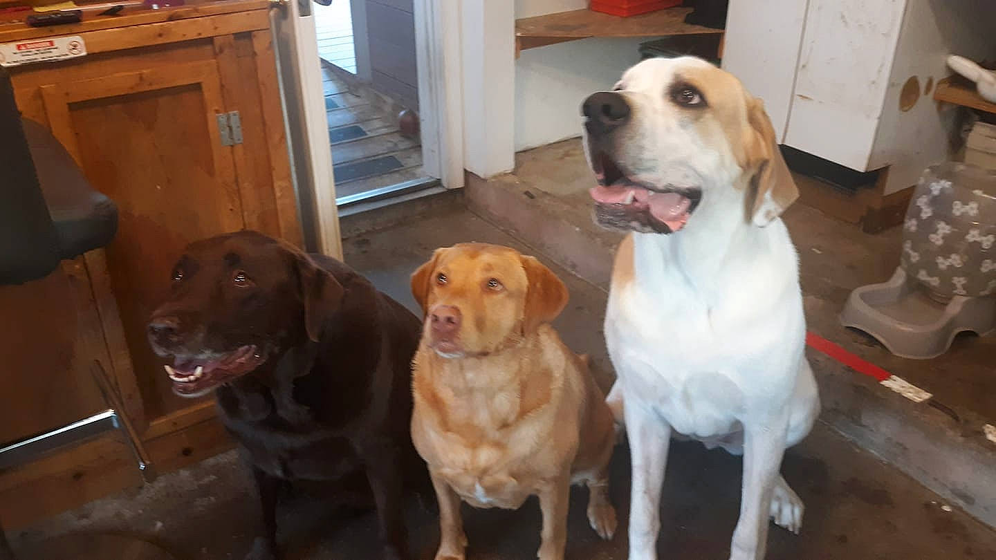 Bristol joined the competition — help win amazing prizes! ancient_dog_breeds, canidae, carnivore, companion_dog, dog, dog_breed, fawn, hound, hunting_dog, labrador_retriever, mammal, pachon_navarro, pointer, portuguese_pointer, posavac_hound, rare_breed_dog, sporting_group, vertebrate