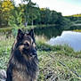 animal, calm, canine, dog, forest, furry, grass, greenery, lake, long_hair, majestic, nature, outdoor, pet, portrait, serene, sitting, sky, water, wildlife
