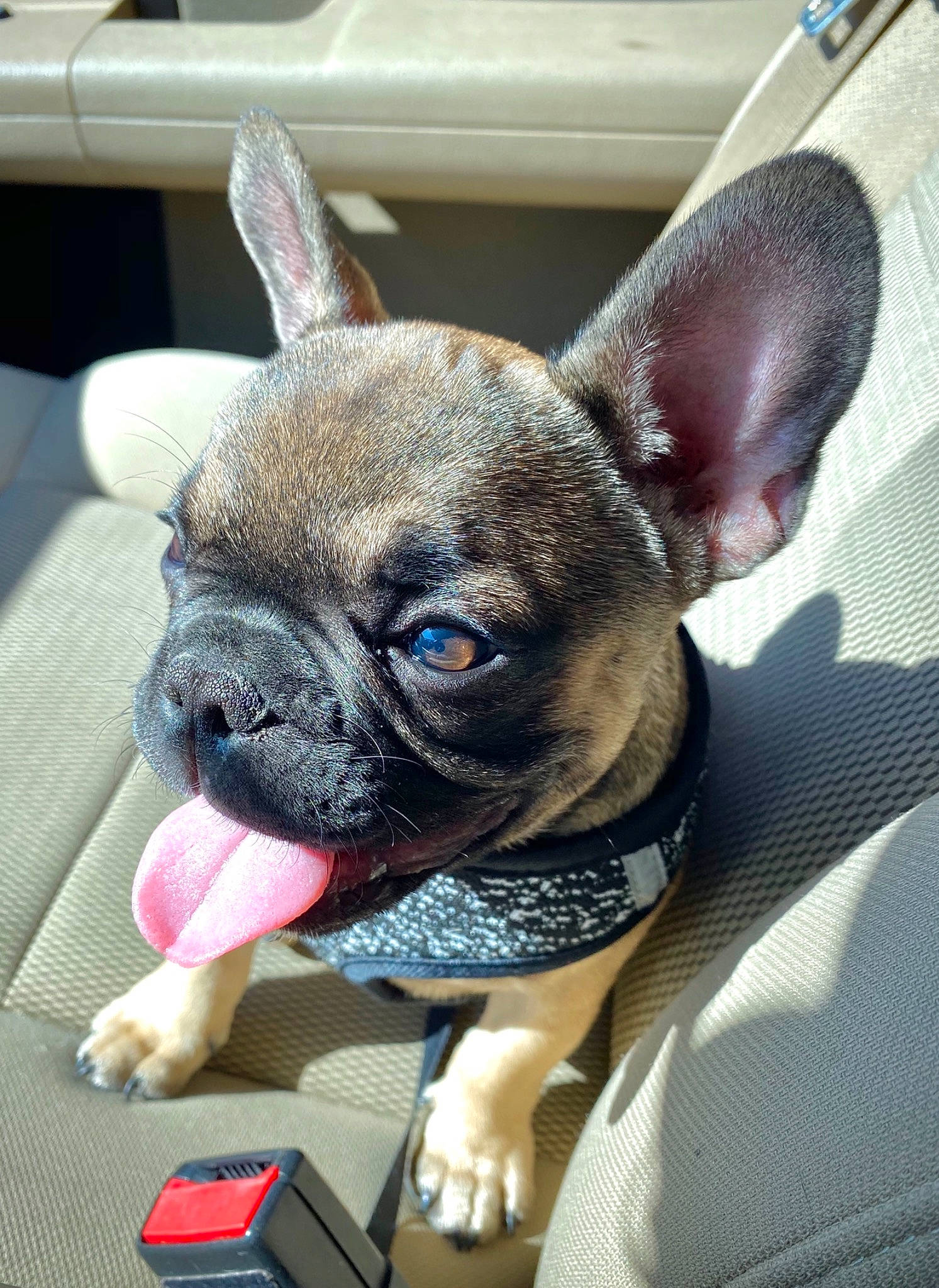 Kairo is registered to the contest to win money with this photo: bulldog, canidae, carnivore, collar, comfort, companion_dog, dog, dog_breed, ear, fawn, french_bulldog, non_sporting_group, pug, snout, sporting_group, terrestrial_animal, toy_dog, whiskers, working_animal, wrinkle