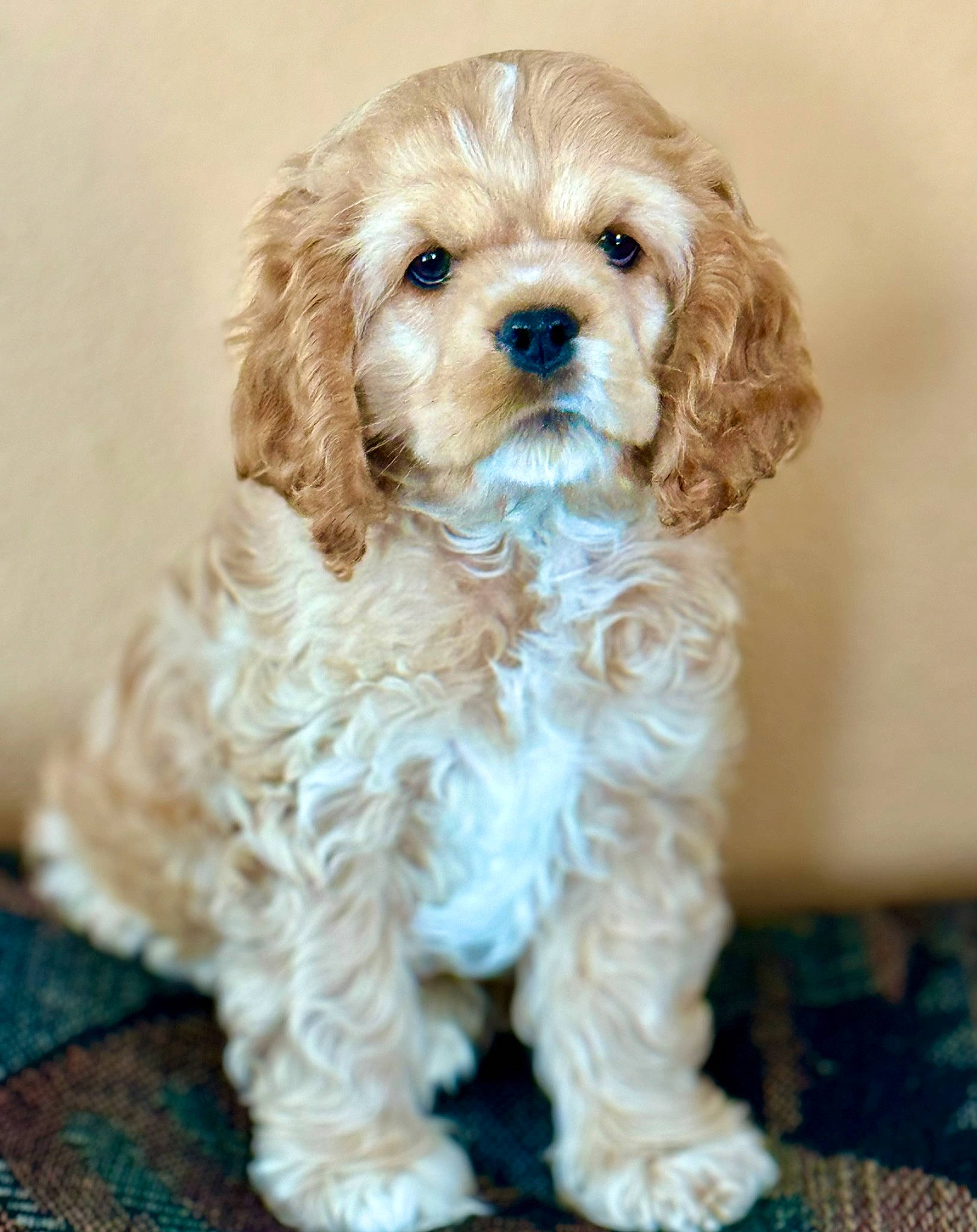 Millie is registered to the contest to win money with this photo: canidae, carnivore, companion_dog, dog, dog_breed, dog_collar, dog_supply, event, fashion_accessory, fur, liver, maltepoo, non_sporting_group, pattern, snout, sporting_group, terrestrial_animal, toy_dog, water_dog, working_animal