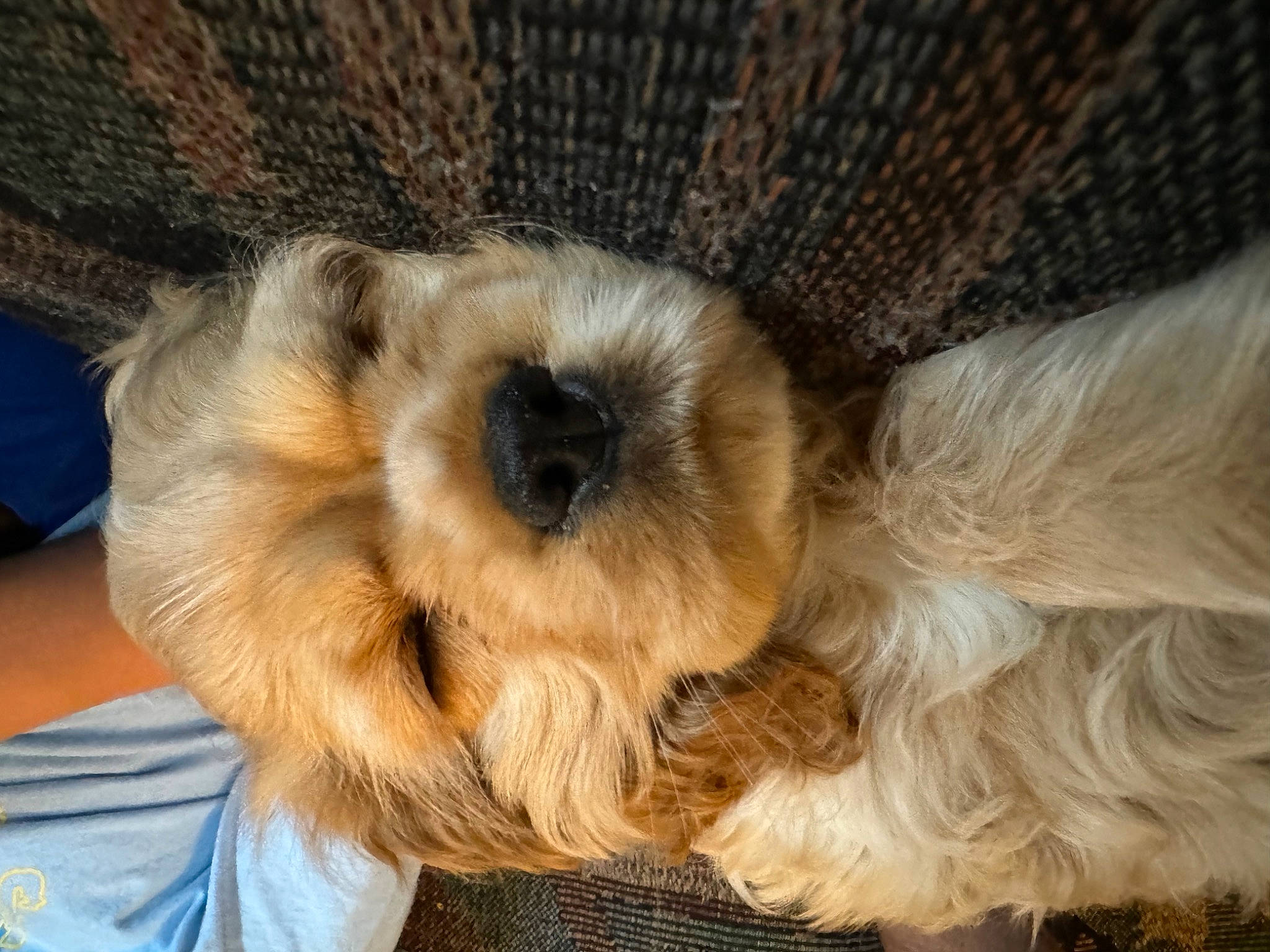 Millie is registered to the contest to win money with this photo: canidae, carnivore, companion_dog, dog, dog_breed, fawn, fur, liver, nap, paw, puppy, puppy_love, snout, sporting_group, terrestrial_animal, terrier, toy_dog, working_animal