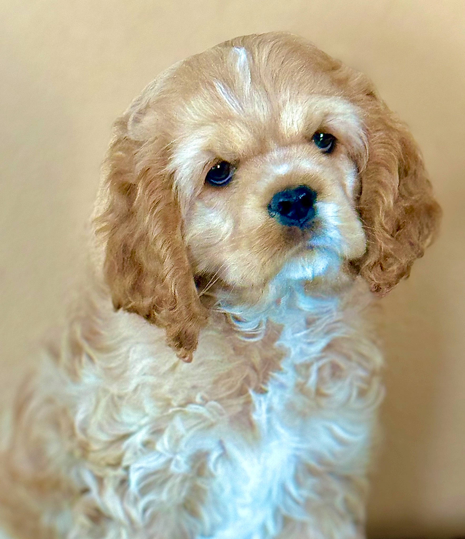 Millie is registered to the contest to win money with this photo: canidae, carnivore, companion_dog, dog, dog_breed, dog_collar, dog_supply, fawn, fur, hair, head, liver, maltepoo, non_sporting_group, puppy, snout, sporting_group, toy_dog, water_dog, working_animal