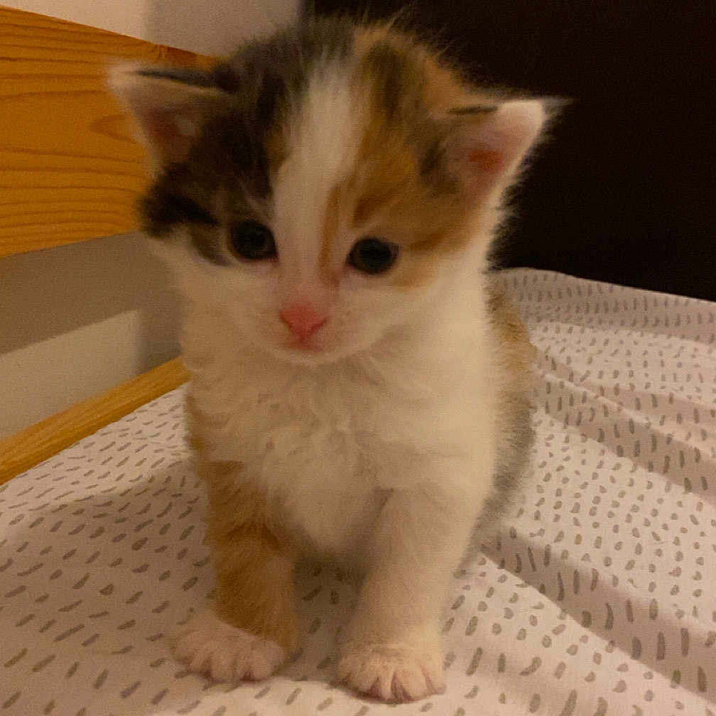 Pikatchu a rejoint le concours — aidez-le/la à gagner de superbes lots ! abyssinian, animal, cat, hardwood, kitten, manx, pet, plywood, siamese, wood