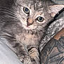 animal, arm, cat, close_up, curious, cute, feline, fur, gray_tabby, green_eyes, indoor, kitten, patterned_background, paws, pet, resting, soft_surface, tattoo, whiskers, young