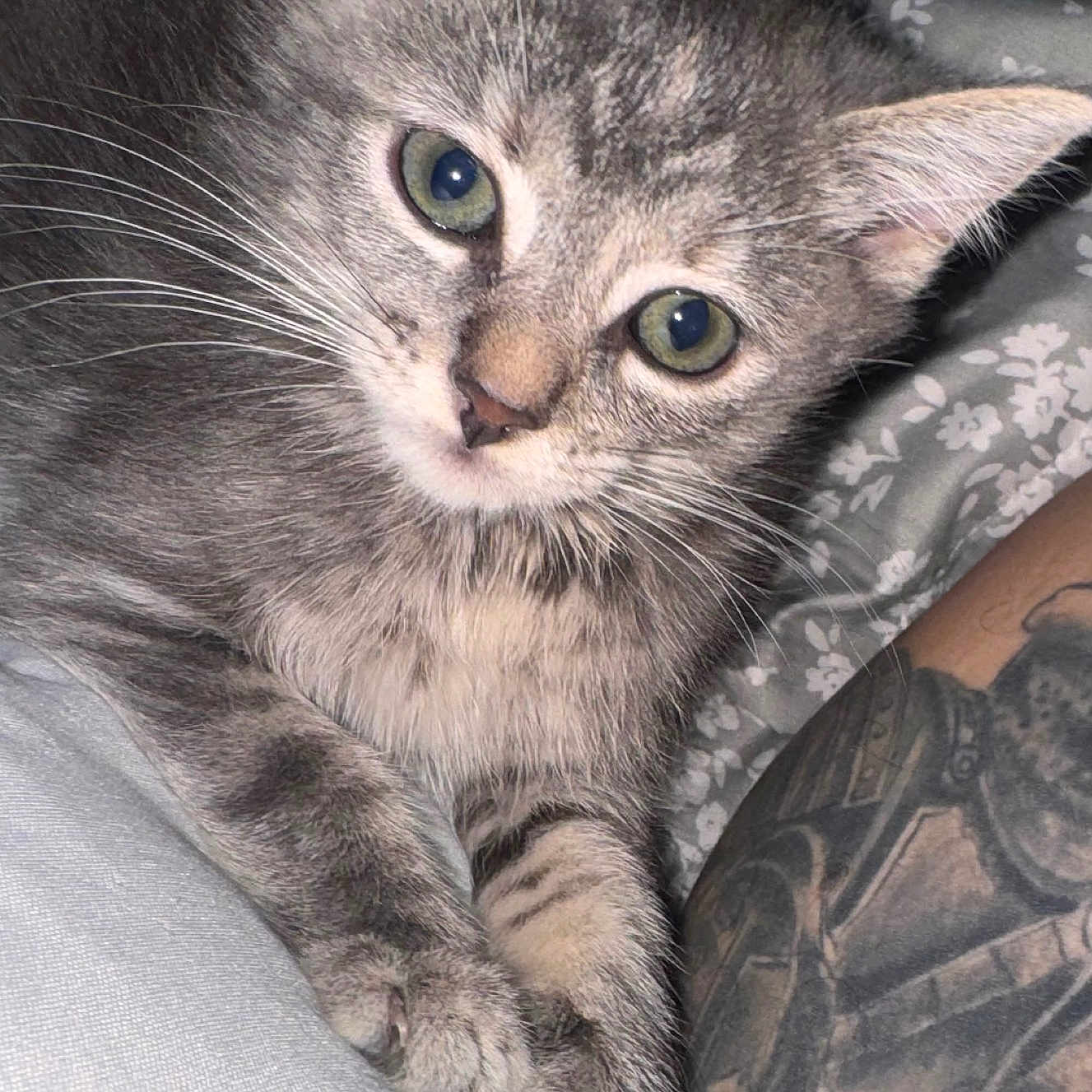 Kendal is registered to the contest to win money with this photo: animal, arm, cat, close_up, curious, cute, feline, fur, gray_tabby, green_eyes, indoor, kitten, patterned_background, paws, pet, resting, soft_surface, tattoo, whiskers, young