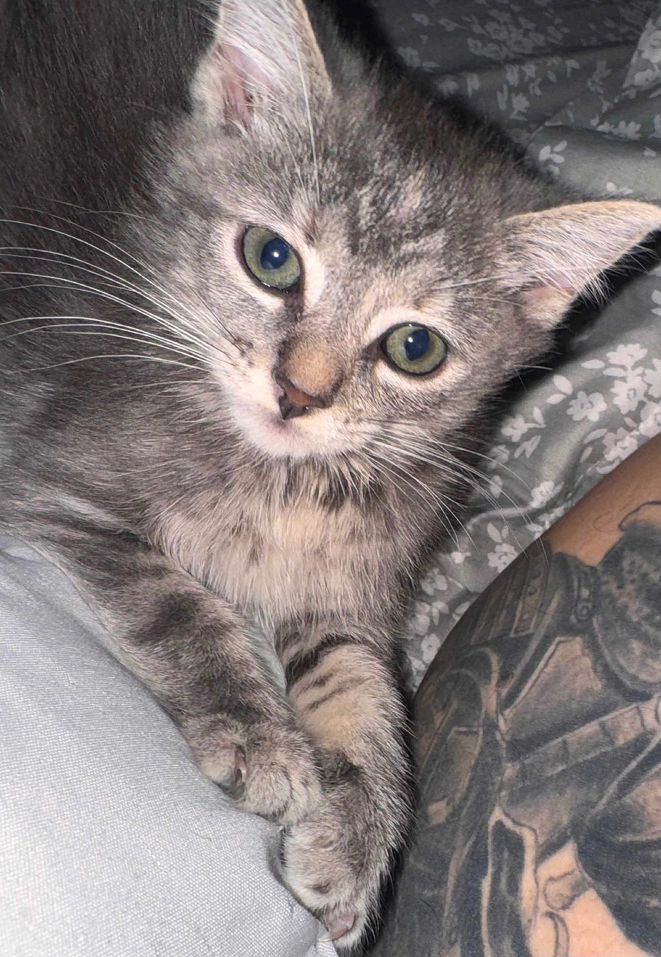 Kendal is registered to the contest to win money with this photo: animal, arm, cat, close_up, curious, cute, feline, fur, gray_tabby, green_eyes, indoor, kitten, patterned_background, paws, pet, resting, soft_surface, tattoo, whiskers, young