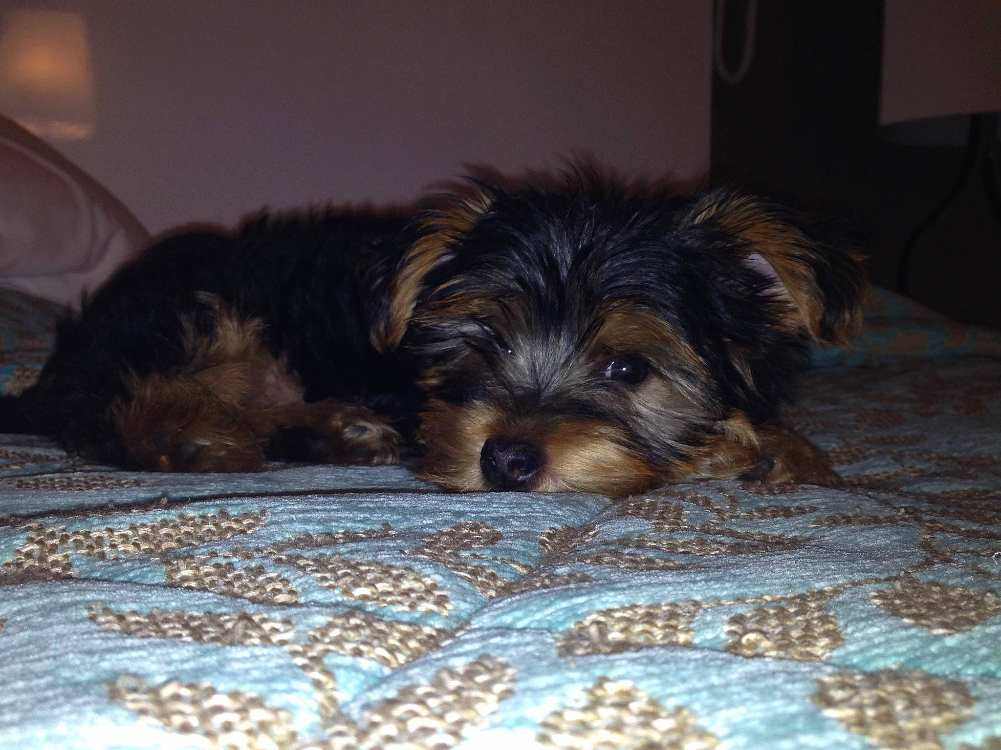 Halfy participe au concours pour gagner de l'argent avec cette photo : australian_silky_terrier, australian_terrier, biewer_terrier, canidae, carnivore, companion_dog, dog, dog_breed, glen_of_imaal_terrier, maltepoo, mammal, morkie, puppy, schnoodle, small_terrier, snout, terrier, vertebrate, yorkipoo, yorkshire_terrier