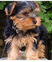 Halfy participe au concours pour gagner de l'argent avec cette photo : cairn_terrier, canidae, carnivore, companion_dog, dog, dog_breed, maltepoo, mammal, morkie, norfolk_terrier, puppy, rare_breed_dog, schnoodle, small_terrier, sporting_lucas_terrier, terrier, toy_dog, vertebrate, yorkipoo, yorkshire_terrier