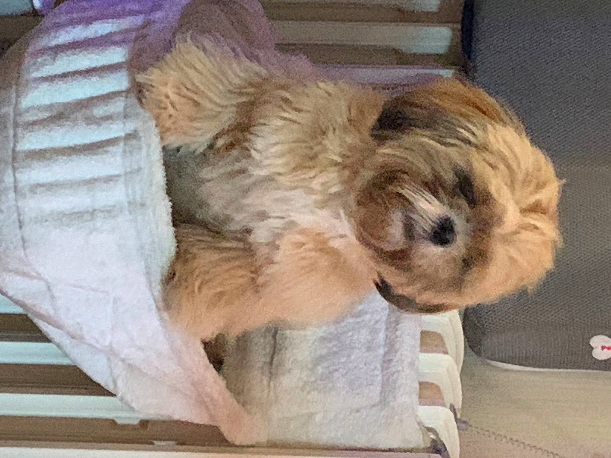 Raffy a rejoint le concours — aidez-le/la à gagner de superbes lots ! canidae, carnivore, comfort, companion_dog, dog, dog_breed, dog_supply, fawn, fur, liver, paw, pet_supply, puppy_love, small_terrier, sporting_group, tail, terrier, toy_dog, wood, working_animal