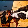 Noob Cybot Earp is registered to the contest to win money with this photo: dog, two_dogs, licking, affection, indoor, tile_floor, black_and_tan_dog, white_and_black_dog, pet, animal, companion, cute, friendly, canine, close_up, domestic, playful, snout, ears, tongue