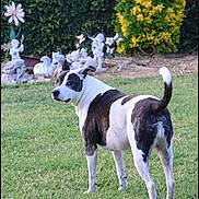 Noob Cybot Earp joined the competition — help win amazing prizes! dog, grass, garden, statues, cherubs, bushes, outdoor, pet, black_and_white, animal, lawn, nature, backyard, sculpture, curious, standing, canine, daylight, greenery, playful