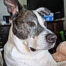 Noob Cybot Earp joined the competition — help win amazing prizes! dog, pet, animal, indoor, blanket, fur, ears, face, snout, brown_eyes, resting, furniture, mirror, television, cabinet, cozy, home, relaxed, portrait, closeup
