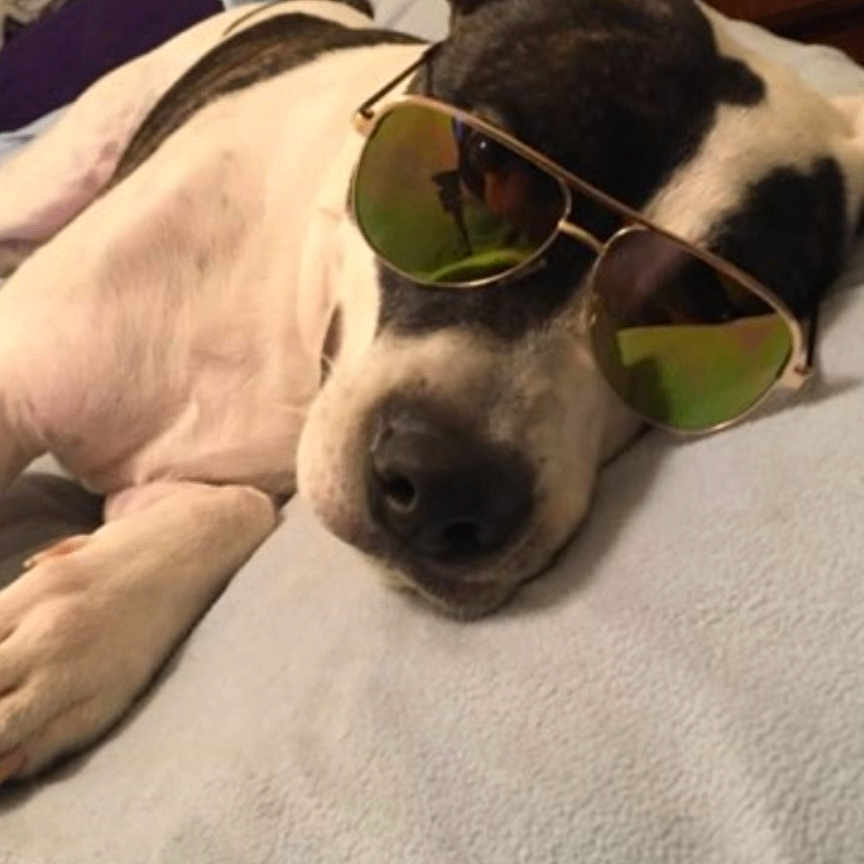 Noob Cybot Earp joined the competition — help win amazing prizes! dog, lying_down, sunglasses, blanket, resting, pet, canine, indoor, relaxed, black_and_white, close_up, cute, sleepy, animal, soft_texture, portrait, domestic, companion, casual, cozy