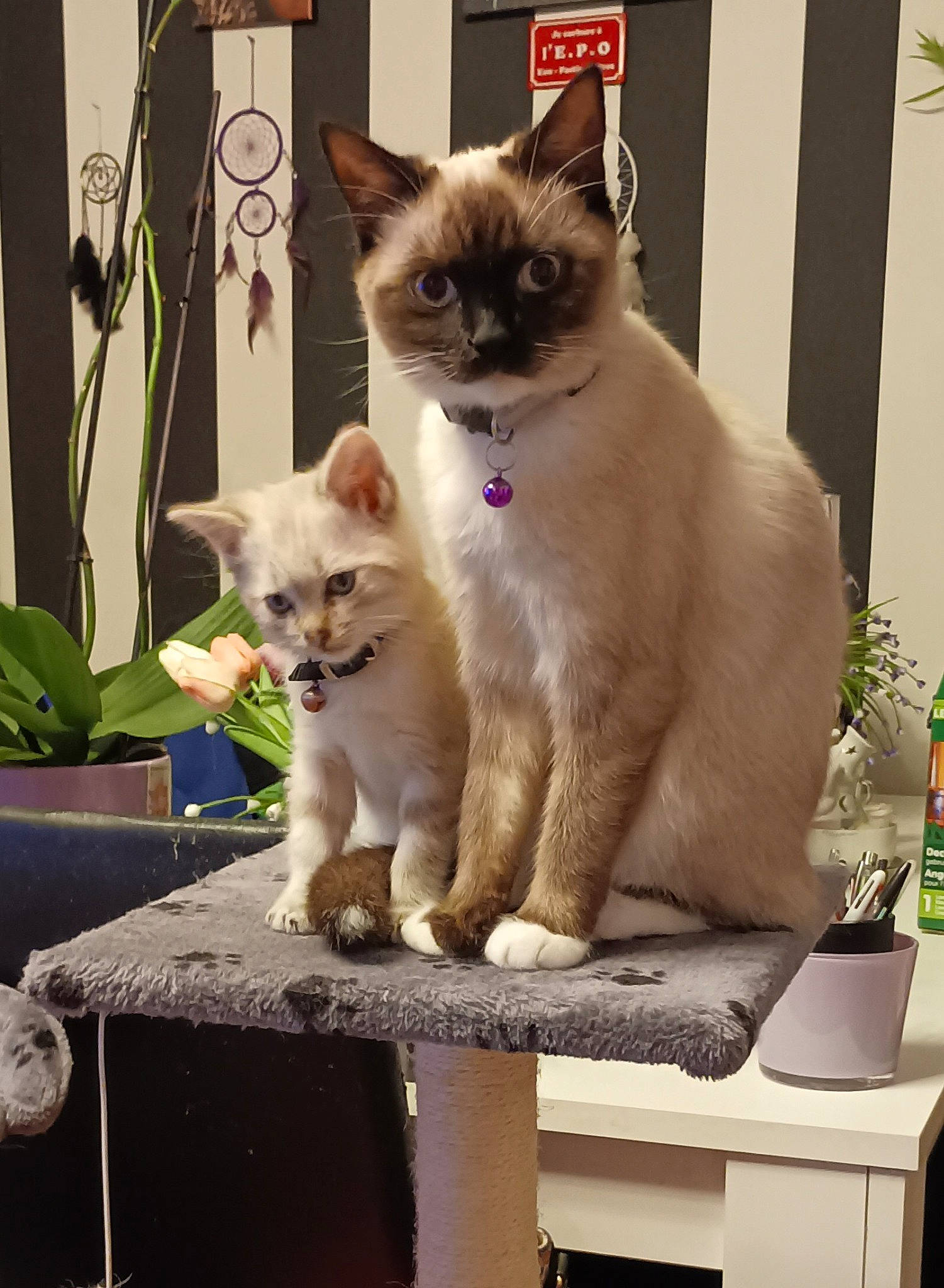 Coco a rejoint le concours — aidez-le/la à gagner de superbes lots ! birman, carnivore, cat, domestic_short_haired_cat, fawn, felidae, flowerpot, fur, houseplant, paw, photo_caption, plant, siamese, sitting, small_to_medium_sized_cats, snout, table, tail, thai, whiskers
