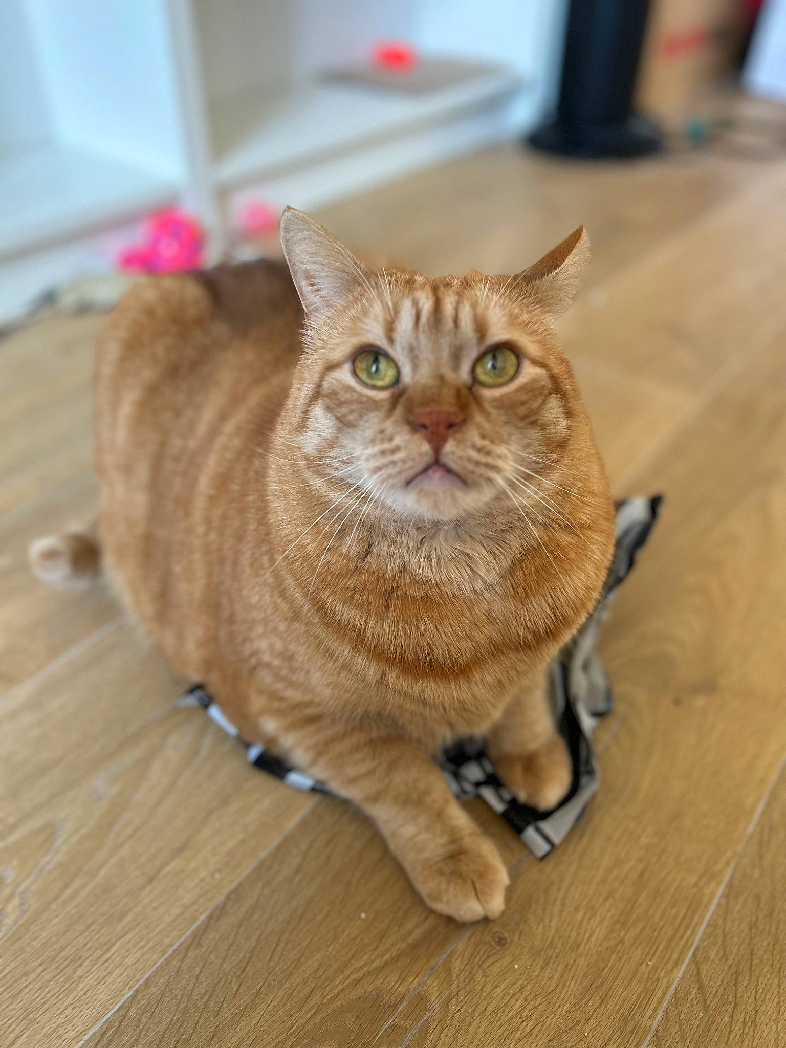 Simba a rejoint le concours — aidez-le/la à gagner de superbes lots ! carnivore, cat, comfort, domestic_short_haired_cat, fawn, felidae, floor, flooring, foot, fur, hardwood, plank, small_to_medium_sized_cats, tail, terrestrial_animal, varnish, whiskers, wood, wood_flooring, wood_stain