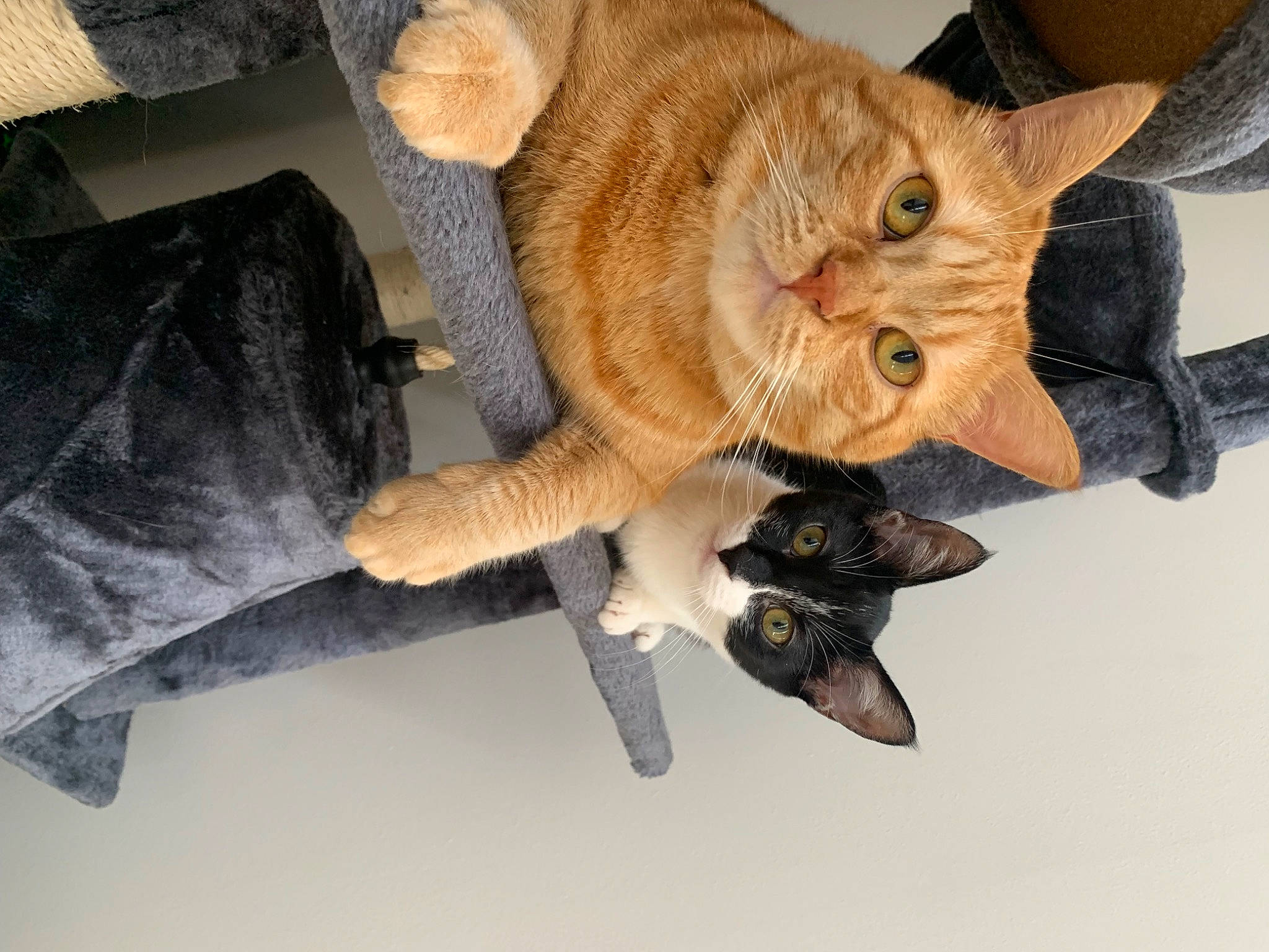 Simba participe au concours pour gagner de l'argent avec cette photo : canidae, carnivore, cat, claw, comfort, domestic_short_haired_cat, fawn, felidae, foot, fur, gesture, paw, plant, small_to_medium_sized_cats, snout, tail, terrestrial_animal, tree, whiskers, wood