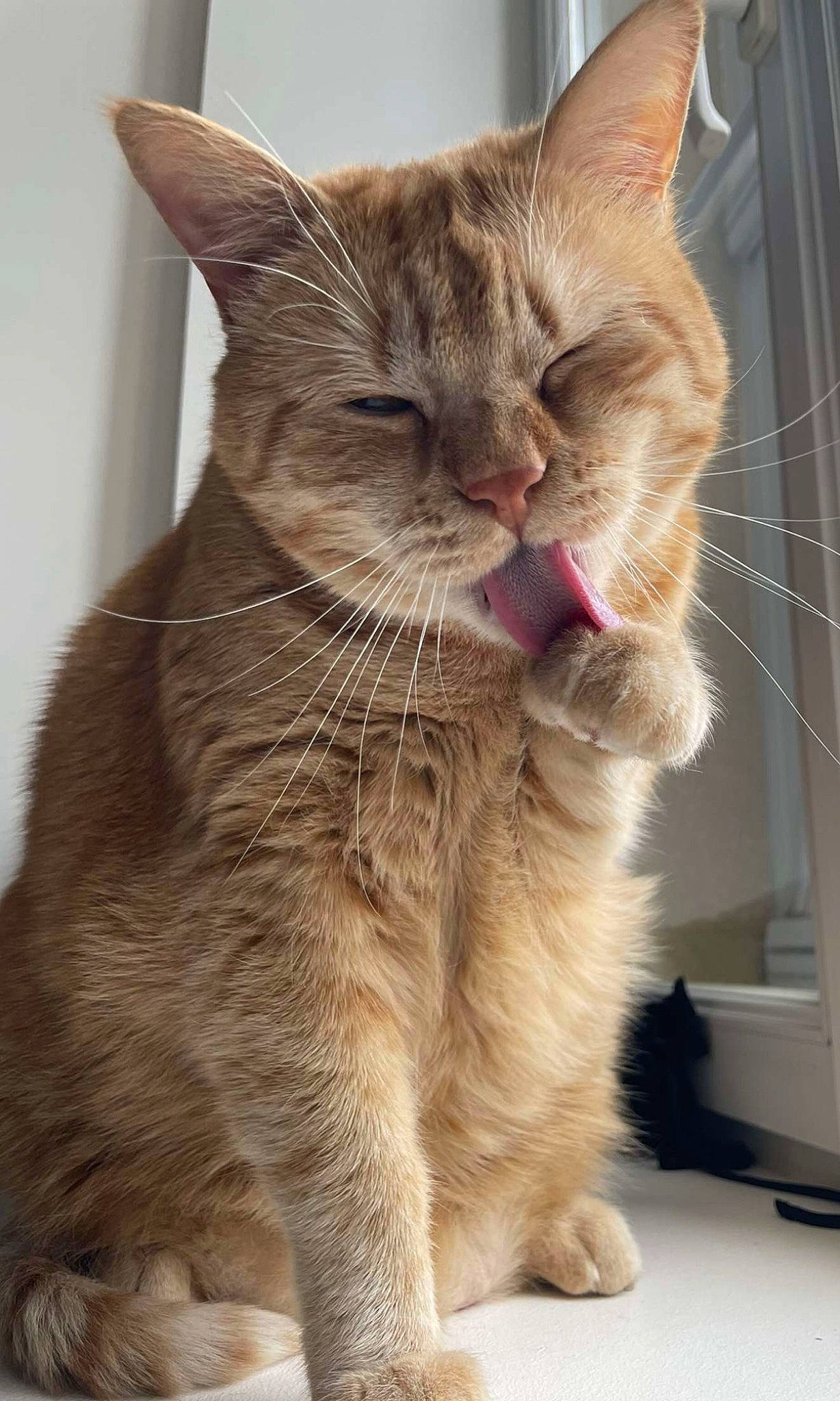 Simba participe au concours pour gagner de l'argent avec cette photo : carnivore, cat, claw, domestic_short_haired_cat, fawn, felidae, fur, paw, pet_supply, small_to_medium_sized_cats, snout, tail, terrestrial_animal, whiskers