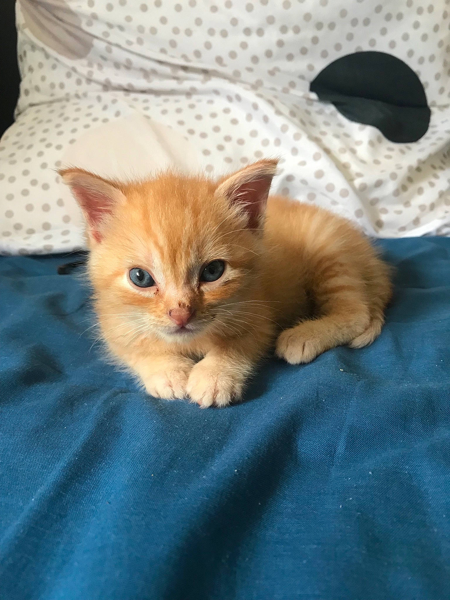 Simba participe au concours pour gagner de l'argent avec cette photo : asian, carnivore, cat, cymric, domestic_short_haired_cat, european_shorthair, eye, fawn, felidae, fur, german_rex, iris, kitten, mammal, munchkin, ojos_azules, polydactyl_cat, small_to_medium_sized_cats, tabby_cat, whiskers