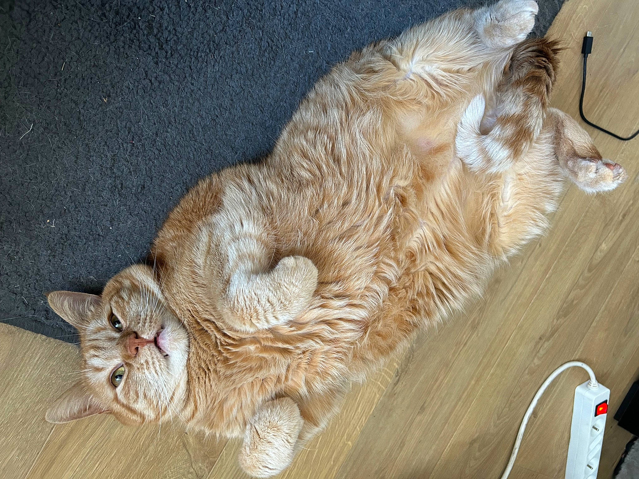 Simba participe au concours pour gagner de l'argent avec cette photo : carnivore, cat, cat_supply, claw, comfort, domestic_short_haired_cat, fawn, felidae, fur, nap, paw, small_to_medium_sized_cats, snout, tail, whiskers, wood