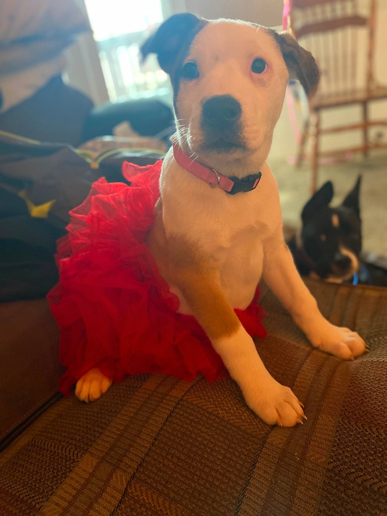 Stormii is registered to the contest to win money with this photo: carnivore, collar, comfort, companion_dog, couch, dog, dog_breed, dog_clothes, dog_collar, dog_supply, fawn, flooring, fur, paw, pet_supply, snout, tail, toy_dog, whiskers, working_animal