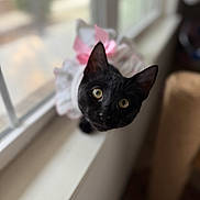 Valentina joined the competition — help win amazing prizes! cat, black_cat, window_sill, yellow_eyes, curious, pet, indoor, dress, pink_bow, frilly_dress, animal, feline, cute, close_up, soft_focus, domestic_cat, looking_up, portrait, whiskers, ears