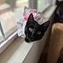 cat, black_cat, window_sill, yellow_eyes, curious, pet, indoor, dress, pink_bow, frilly_dress, animal, feline, cute, close_up, soft_focus, domestic_cat, looking_up, portrait, whiskers, ears