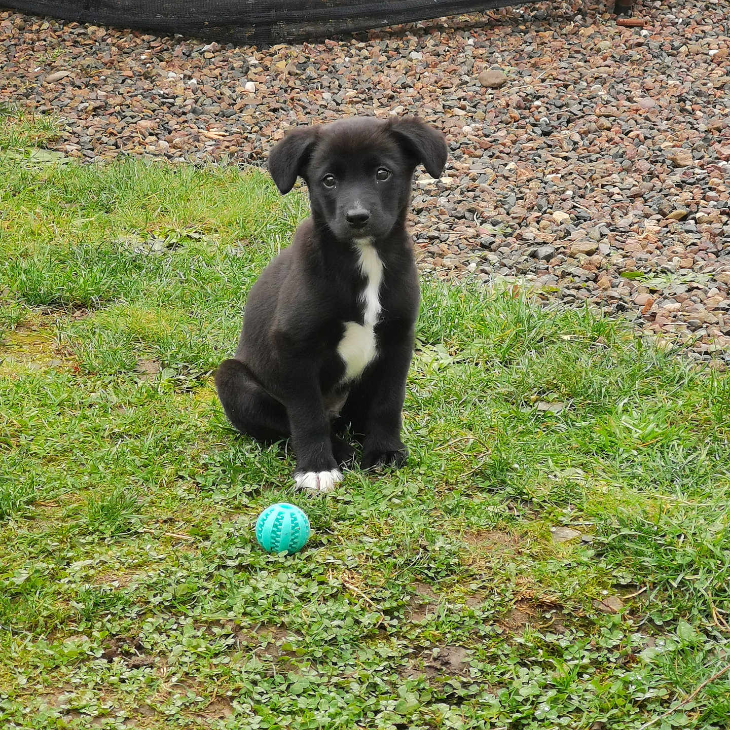 Loki participe au concours pour gagner de l'argent avec cette photo : animal, ball, canine, dog, football, grass, gravel, hound, labradorretriever, pebble, pet, plant, puppy, slate, soccer, soccerball, sphere, sport, tennis, tennisball