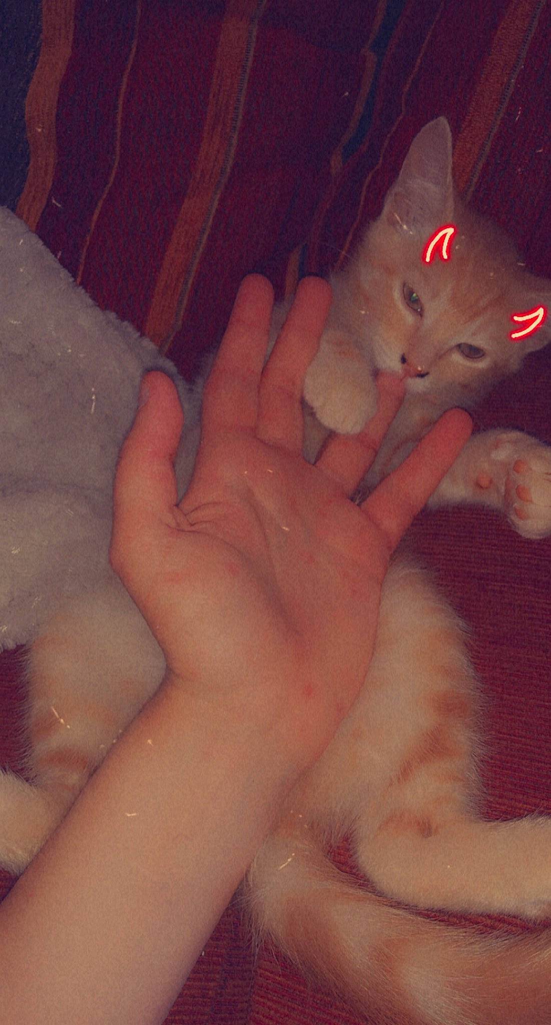 Azraël a rejoint le concours — aidez-le/la à gagner de superbes lots ! carnivore, cat, eye, fawn, felidae, finger, gesture, hair, hand, human_body, iris, leg, mouth, nail, neck, nose, skin, small_to_medium_sized_cats, thumb, whiskers