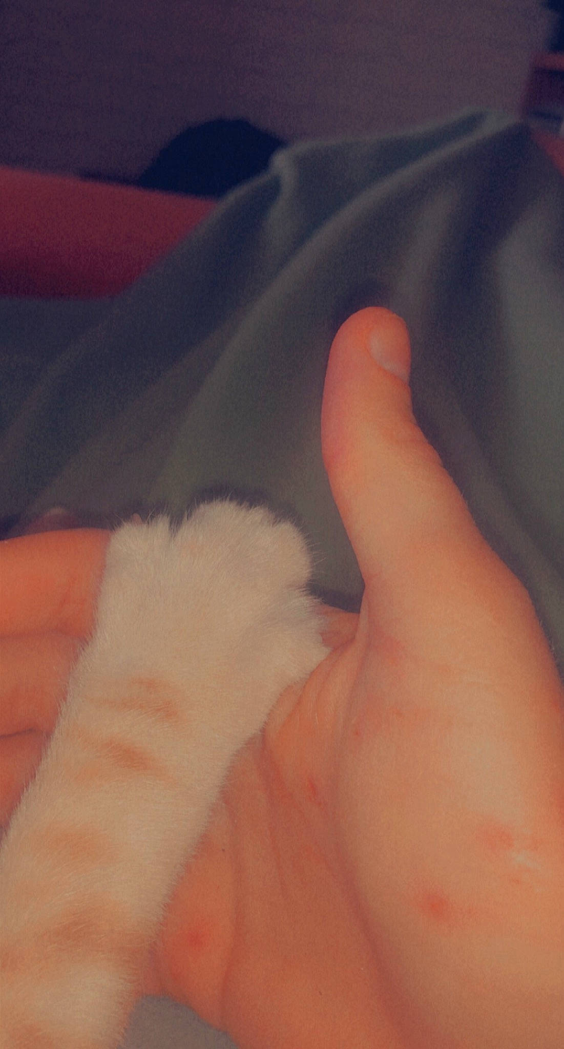 Azraël participe au concours pour gagner de l'argent avec cette photo : barefoot, comfort, finger, flesh, foot, gesture, human_body, human_leg, knee, leg, linens, nail, paw, peach, petal, sole, thigh, thumb, toe, wrist