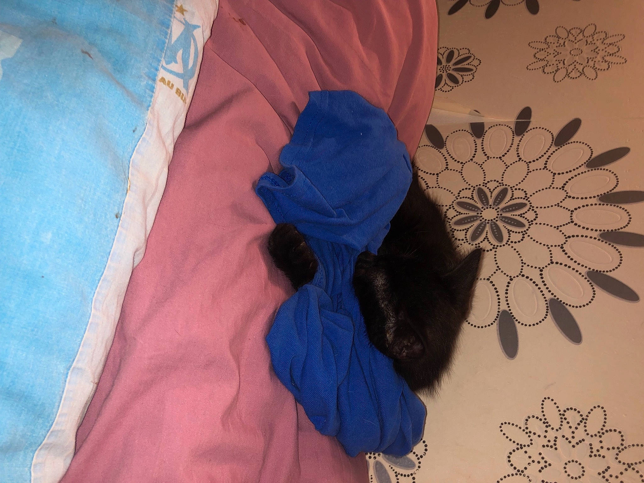 Baguera a rejoint le concours — aidez-le/la à gagner de superbes lots ! bedding, blue, cap, comfort, design, electric_blue, fashion_accessory, felidae, grey, hat, linens, pattern, petal, room, sleeve, t_shirt, tarpaulin, textile, tints_and_shades, visual_arts