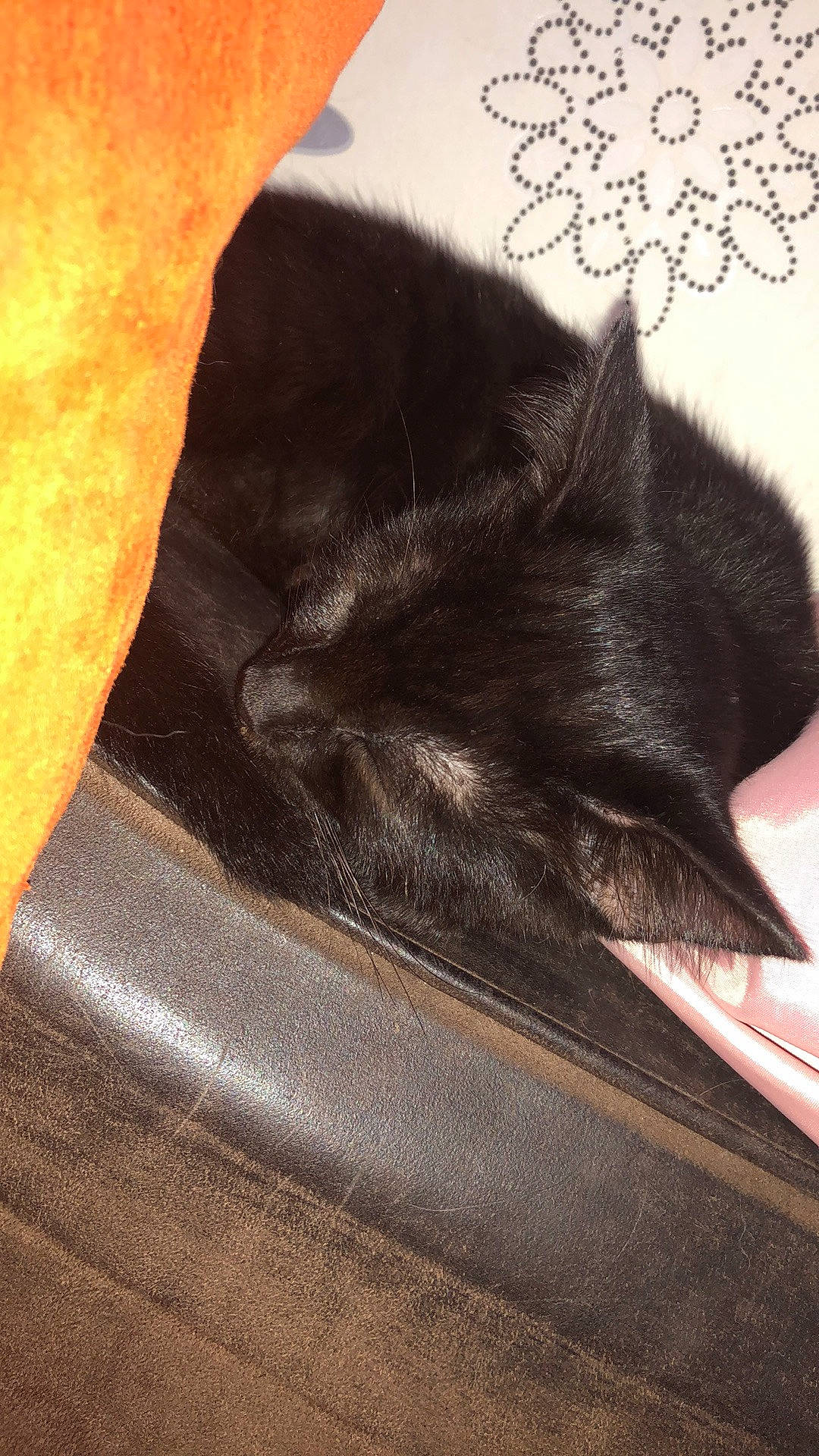 Baguera a rejoint le concours — aidez-le/la à gagner de superbes lots ! black_cat, brown, carmine, carnivore, cat, claw, comfort, domestic_short_haired_cat, fashion_accessory, felidae, fur, grey, nap, paw, sleep, small_to_medium_sized_cats, tail, tints_and_shades, whiskers, wood