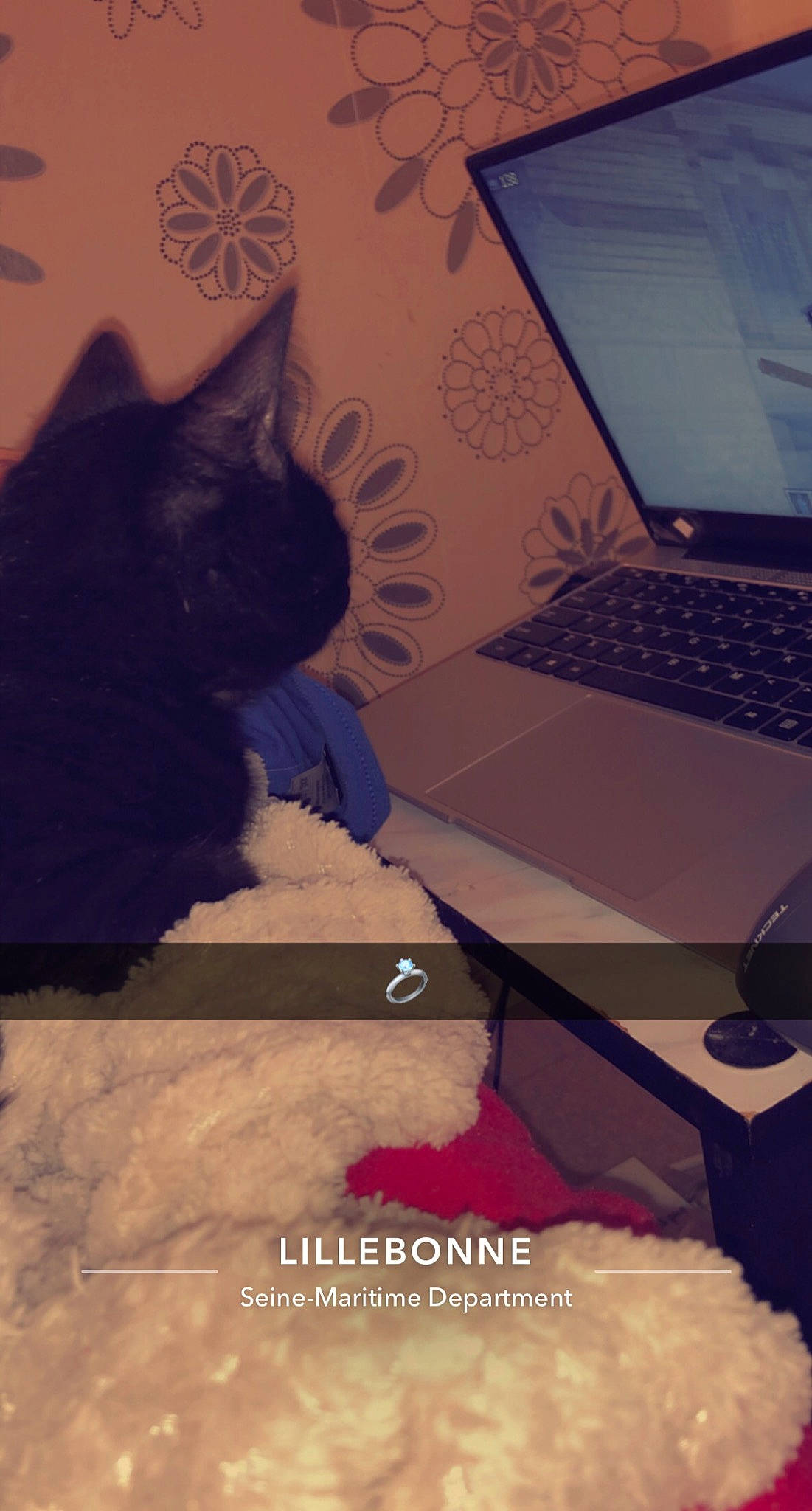 Baguera participe au concours pour gagner de l'argent avec cette photo : carnivore, cat, computer, display_device, domestic_short_haired_cat, felidae, flooring, fur, gadget, input_device, laptop, netbook, output_device, personal_computer, small_to_medium_sized_cats, space_bar, stairs, tail, tints_and_shades, whiskers