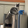 Apollo is registered to the contest to win money with this photo: cat, fluffy, gray, refrigerator, kitchen, appliance, beer_box, indoor, pet, feline, stainless_steel, curious, countertop, cabinet, modern, domestic, tail, ears, animal, home