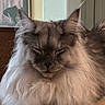 Apollo joined the competition — help win amazing prizes! cat, fluffy, long_hair, ears, sleeping, pet, animal, portrait, indoor, table, furniture, framed_photo, art, decor, close_up, calm, cute, mammal, whiskers, relaxed