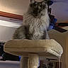 cat, long_hair, feline, cat_tree, indoor, pet, animal, fur, ceiling_fan, home, cozy, perch, toy_ball, sitting, looking_down, domestic, mammal, furniture, household, shadow